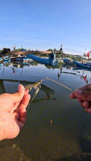 memancing udang dengan alat tradisional