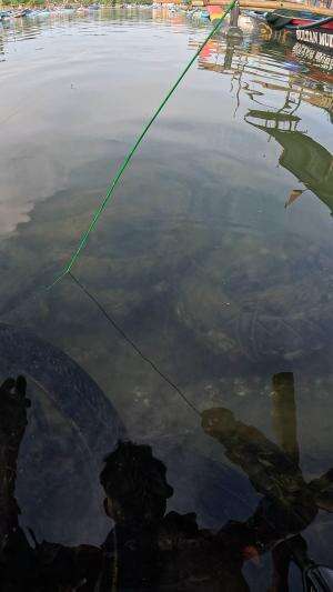 banyak orang meragukan teknik ini #fishing #shrimp #fish #sea #traditional #usareels #UnitedStates #reelsviral #skils #fyp #trending