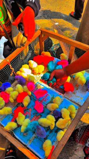 Nekat Pelihara ayam murah