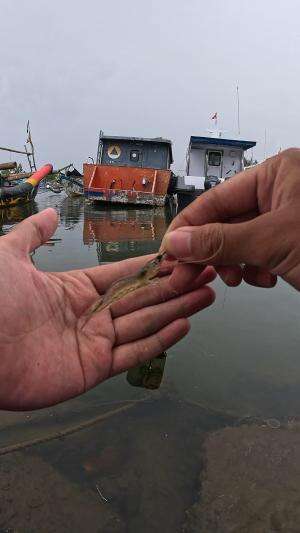 catch big shrimp super fast #fishing #shrimp #fish #sea #traditional #usareels #UnitedStates #reelsviral #skils #fyp #trending