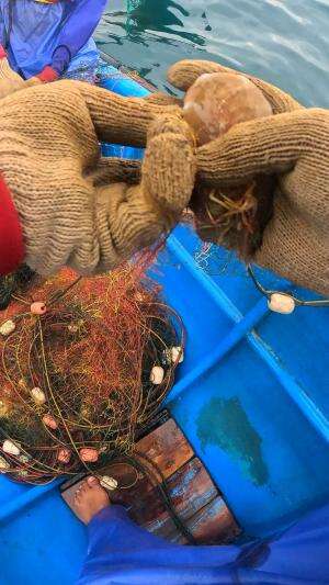 wih dapet udang babon