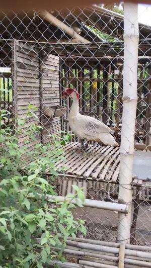 Permadi Si Pacek Tertua Akhirnya Pindah Kepemilikan #peternakmuda #menthokjumbo #muscovyduck