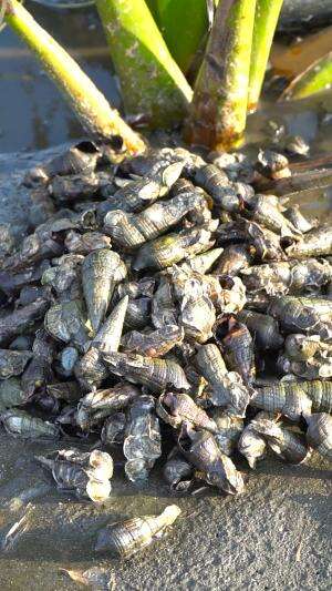 Sangat Langka Siput Muara Terbesar Yg Hidup Dimuara Sungai