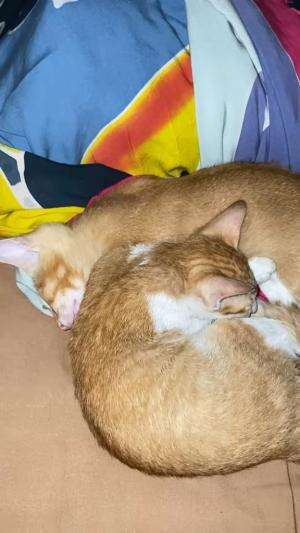 Sleeping cat  #Kucing