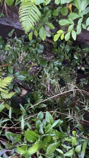 Pasang perangkap ikan