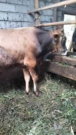Persiapan sapi idul adha 2025