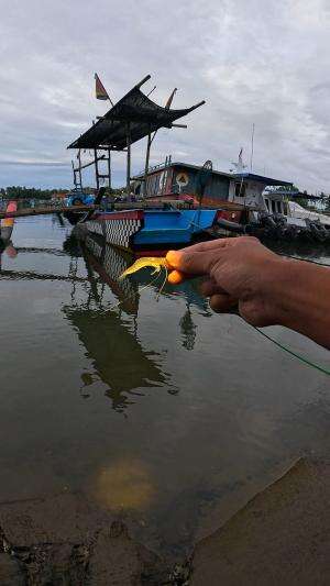 teknik rahasia nangkap udang #mancing #fishing #shrimp #udang #nelayan #laut #jaring #ikan #reelsviral #animals #skill #fyp #trending