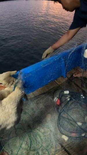 jaring ikan #udang #nelayan #laut #jaring #ikan #fbpro #reels #reelsviral #duniaikan #skils #fyp #trending