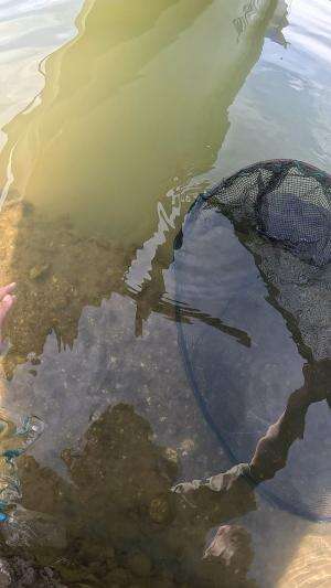 berhasil kabur😂 #udang #nelayan #laut #jaring #ikan #fbpro #reels #reelsviral #duniaikan #skils #fyp #trending