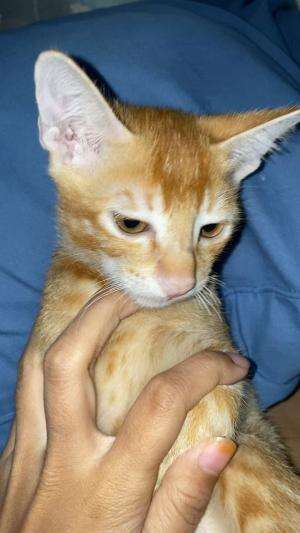 Emang boleh se cute ini  #Kucing 