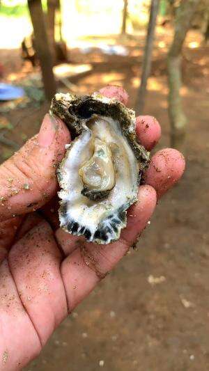 cara buka teritip #usa #usareels #newyork #germany #fyp #australia #luksemburg #ingris #belanda #skils #shrimp #fisherman #selandiabaru #irl