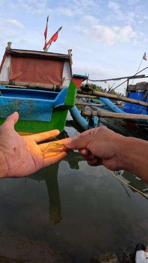 tutorial menangkap udang menggunakan alat tradisional 