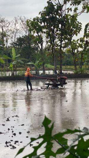 Cara mudah membajak sawah dengan traktor tangan mesin diesel bahan bakar solar  #traktorsawah #bajaksawah #pertanianmodern #agriculture #saw