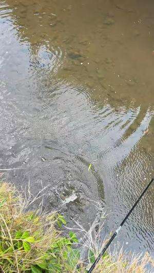 Sumber mata air yang masih banyak ikan nya