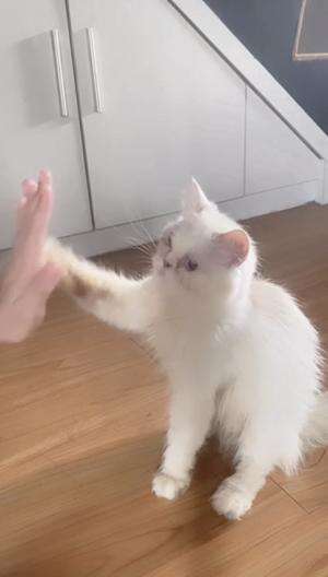 Asha udah bisa tos nih guys 🤍🐈