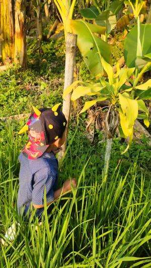 Apa nama hewan ini ditempat kalian? Biasanya ada di pematang sawah