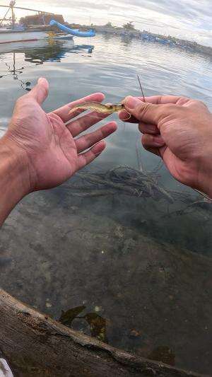 mancing pake lidi #mancing #fishing #shrimp #udang #nelayan #laut #jaring #ikan #reelsviral #animals #skill #fyp #trending