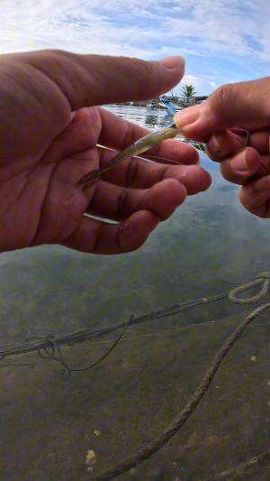 dapet udang gede #udang #nelayan #laut #jaring #ikan #fbpro #reels #reelsviral #duniaikan #skils #fyp #trending