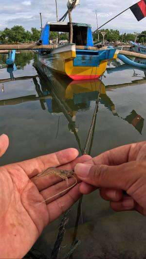 quick shrimp catching trick #fishing #shrimp #fish #sea #traditional #usareels #UnitedStates #reelsviral #skils #fyp #trending