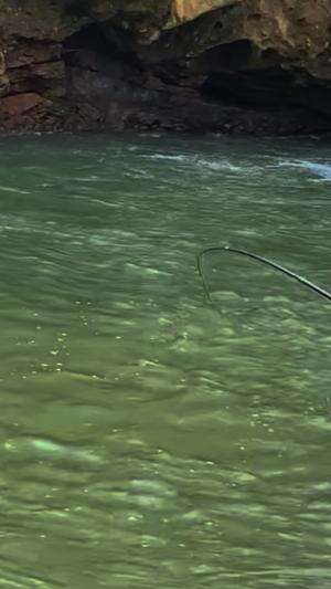 Menaklukan ikan predator pakai umpan lumut