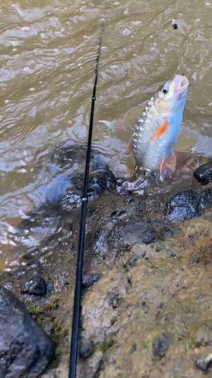 Ikan masher mendadak mati berjamaah disungai