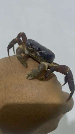  #kepitinglalandi #kepiting #lalandicrab