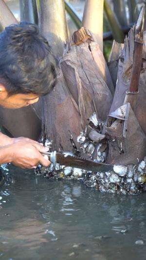 Air Laut Surut Ribuan Tiram Kekeringan #panen #tiram #kerang #muara #laut