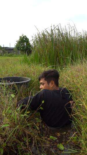 Nekad Nyelam Dirawa Rawa Demi Mencari Kerang Monster #kerang #rawa #alam