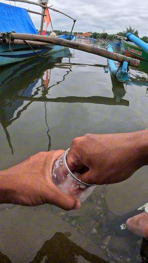 tutorial menangkap udang #mancing #fishing #shrimp #udang #nelayan #laut #jaring #ikan #reelsviral #animals #skill #fyp #trending