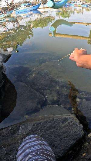 pagi pagi mancing udang #mancing #fishing #shrimp #udang #nelayan #laut #jaring #ikan #reelsviral #animals #skill #fyp #trending