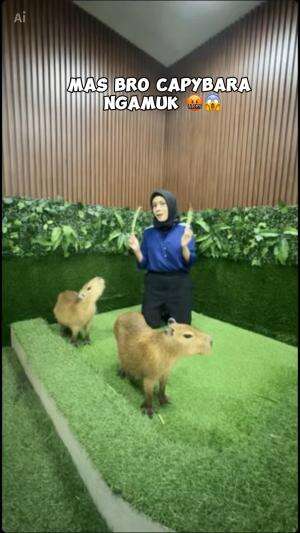 mas bro capybara ngamuk gegara kasurnya neng rarah makan