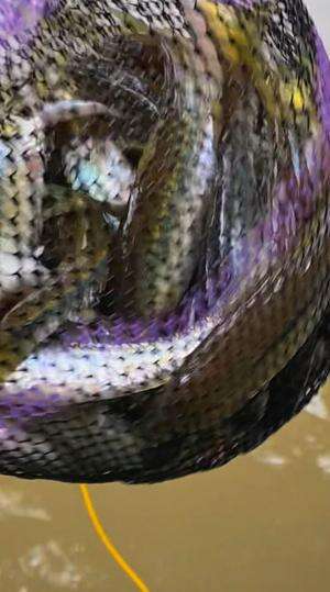 Mancing pakai ulat kandang sampai kecanduan 