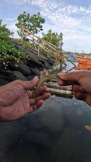 I'm using traditional fishing technique #fishing #shrimp #fish #sea #traditional #usareels #UnitedStates #reelsviral #skils #fyp #trending