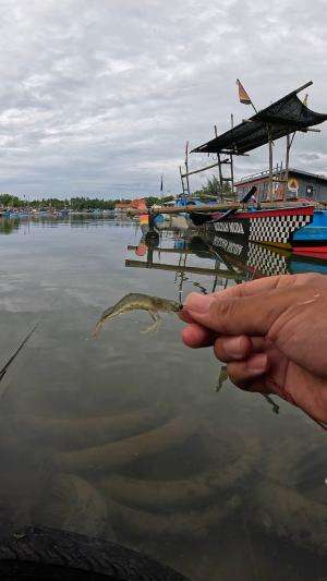 cara kami nangkap udang #mancing #fishing #shrimp #udang #nelayan #laut #jaring #ikan #reelsviral #animals #skill #fyp #trending