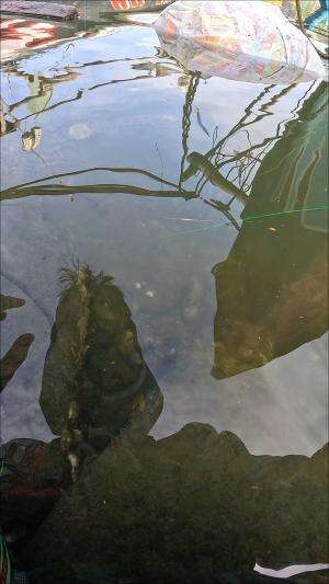 green stick classic #fishing #shrimp #fish #sea #traditional #usareels #UnitedStates #reelsviral #skils #fyp #trending