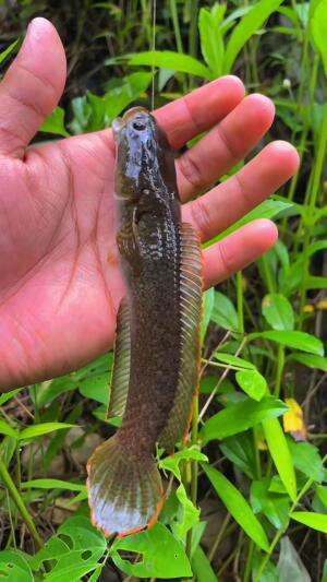 Jackpot ikan predater cuma pakai umpan cacing