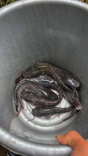 Mancing cuma 15menit