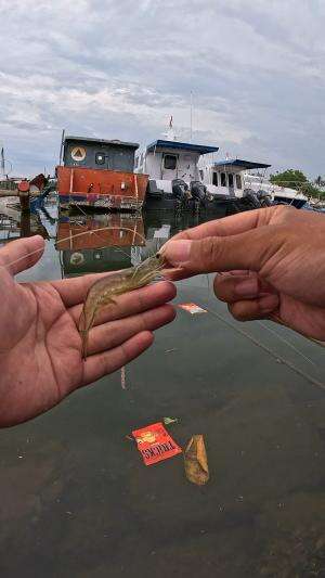 dapat udang babon #mancing #fishing #shrimp #udang #nelayan #laut #jaring #ikan #reelsviral #animals #skill #fyp #trending