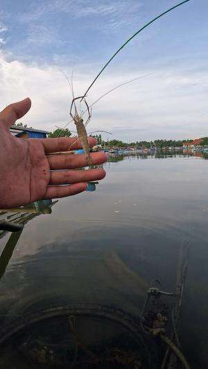 udang capit berhasil ditangkap #mancing #fishing #shrimp #udang #nelayan #laut #jaring #ikan #reelsviral #animals #skill #fyp #trending