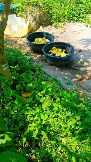 Kegiatan rutin ketika memiliki anakan menthok, wajib mandi & berjemur . Btw, anakan ini per ekor usia 10 hari bisa mencapai Rp.75.000-Rp.100