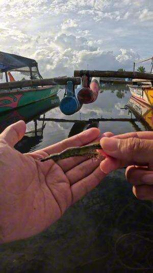 teknik jitu nangkap udang dengan mudah