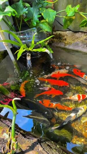 Ikan dikolam pada tewas tiba tiba 