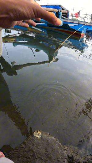 segampang itu loh #mancing #fishing #shrimp #udang #nelayan #laut #jaring #ikan #reelsviral #animals #skill #fyp #trending