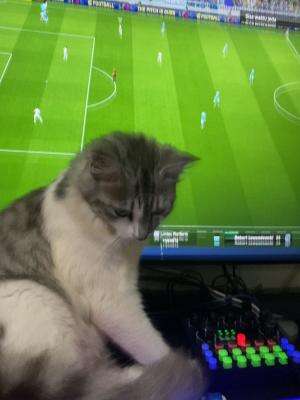 #Kucing #kucinglucu 