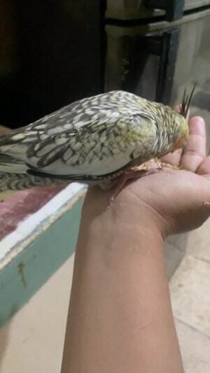 burung lagi makan #burungkicau #fyp #fypシ 