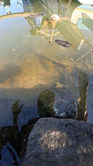 ditarik malah lepas #mancing #fishing #shrimp #udang #nelayan #laut #jaring #ikan #reelsviral #animals #skill #fyp #trending