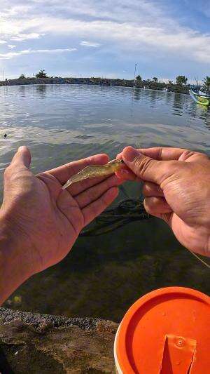 segampang itu #mancing #fishing #shrimp #udang #nelayan #laut #jaring #ikan #reelsviral #animals #skill #fyp #trending