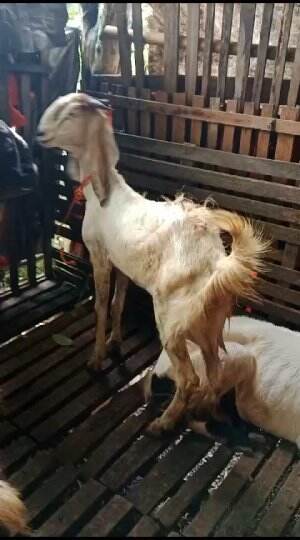 Kambing potong yang minat monggo