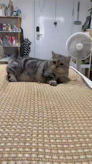  #Kucing #kucinglucu #videolucu #fyp 
