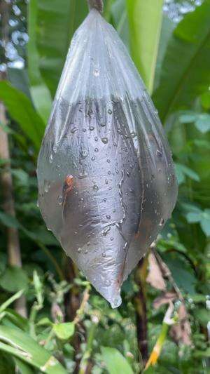 Masak ikan channa